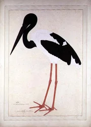 Cigüeña de cuello negro, Xenorhynchus asiaticus, pintada para Lady Impey en Calcuta