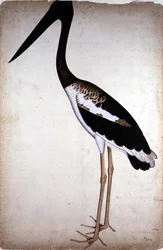 Cigüeña de cuello negro, Xenorhynchus asiaticus, pintada para Lady Impey en Calcuta, hacia 1780
