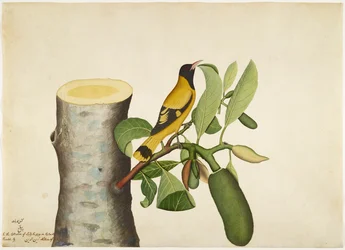 Oriol de capucha negra e insecto en tocón de yaca, folio de una serie encargada por Lady Impey, 1778