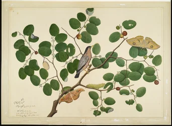 Estornino Brahminy con Dos Polillas Antheraea, Oruga y Capullo en Árbol de Jujube Indio, folio de una Serie Comisionada por Lady Impey, 1777