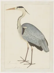 Garza gris, folio de una serie encargada por Lady Impey, c.1780-82