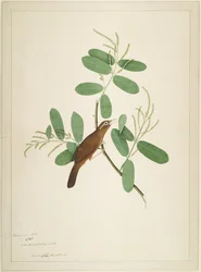 Hwamei en rama de Terminalia, folio de una serie encargada por Lady Impey, 1780
