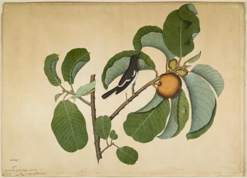 Mirlo oriental con katídido y saltamontes en rama de Jack Mono, folio de una serie encargada por Lady Impey, 1778