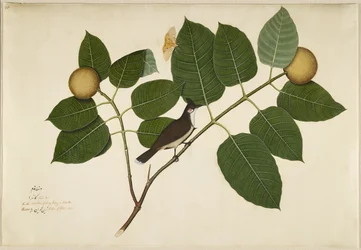 Bulbul de mejillas rojas y polilla Aganais Ficus en rama de Kadamba, folio de una serie encargada por Lady Impey, 1777