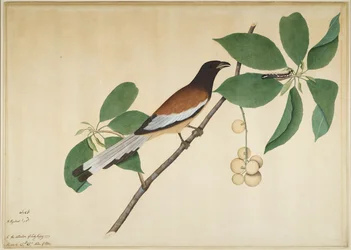Urraca rufa y oruga en una rama, folio de una serie encargada por Lady Impey, 1777