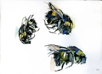 Estudios sobre abejas, 2024 (tinta sobre papel)