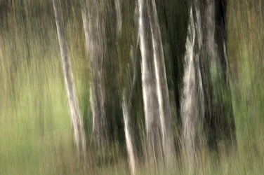 La serenidad del bosque difuminado