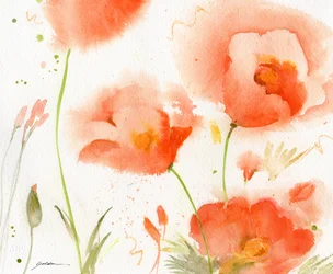 Amapolas de coral suave