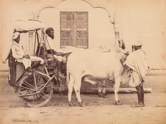 Carro de bueyes, Delhi