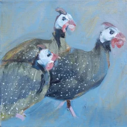 Gallina de Guinea Uno, 2014