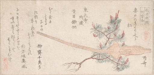 Árbol de pino joven y mango de un arado, siglo XIX