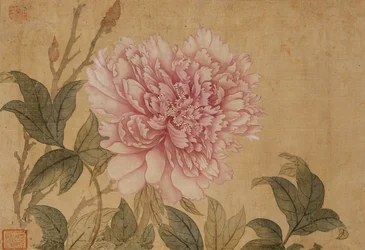 Peonía, Hoja de un Álbum de Pinturas de Flores