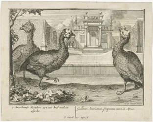 gallina de Guinea 3 aves americanas, también están muy en África (...) (título sobre el objeto)