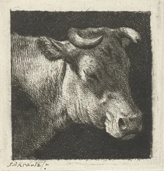 Cabeza de vaca a la derecha