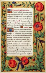 Add 18855 f.103 Amapolas y libélula, de un Libro de Horas, c.1540 (vitela)