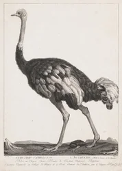 Avestruz