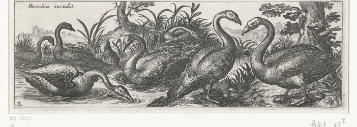cisnes Pájaros e insectos (título de la serie)