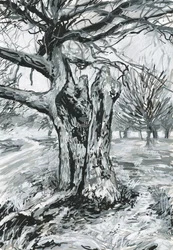 Árbol viejo, Richmond Park (pintura acrílica y tinta sobre papel)