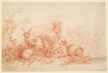 Ovejas y cabras descansando