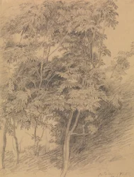Estudio de árboles