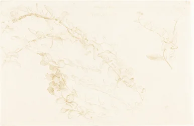 Madreselva