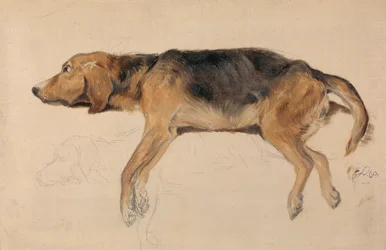 Estudio de un perro tumbado