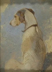 Estudio de un galgo