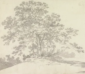 Árbol
