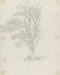 Árbol en Easton Park