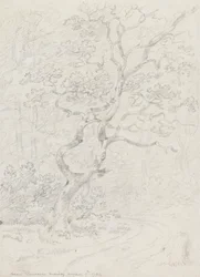 Árboles, cerca de Lausana