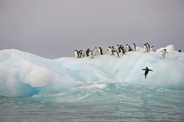 Pingüinos Adelia, Pygoscelis adeliae, sobre un iceberg, 2022 (foto)