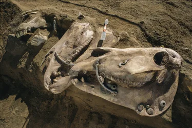 Cráneos de caballo con partes de la brida todavía en su lugar llenan una tumba escita., 2022 (foto)