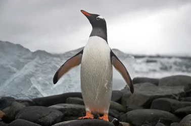 Retrato de un pingüino papúa, Pygoscelis papua. Antártida., 2022 (foto)