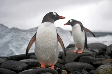 Dos pingüinos papúa, Pygoscelis papua, en una costa rocosa.Anarctica, 2022 (foto)