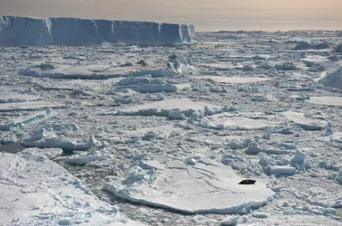 Foca de Weddell, Leptonychotes weddellii, descansando cerca de icebergs tabulares. Antártida., 2022 (foto)