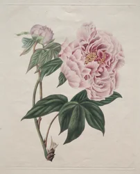 Peonía de árbol china (Paeonia suffruticosa)