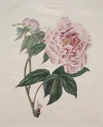 Peonía arbórea china Paeonia suffruticosa, c. 1820