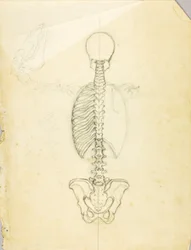 Estudio de anatomía