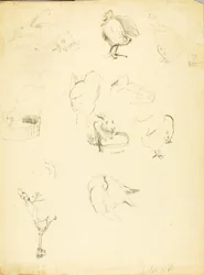 Estudios sobre animales