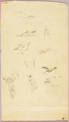 Pájaros