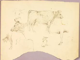 Toros