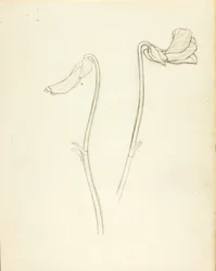 Flor cerrada y abierta