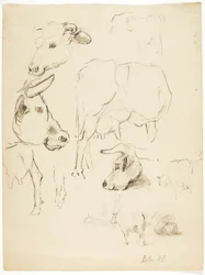 Vacas