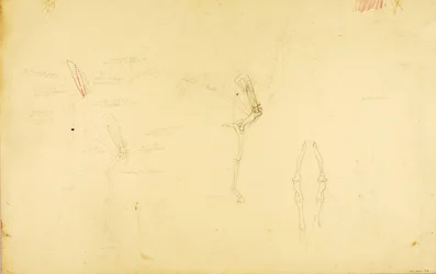 Anatomía del caballo