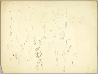 Estudio sobre caballos