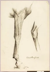 Estudio sobre caballos