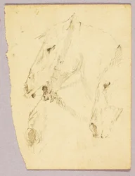 Cabezas de caballo
