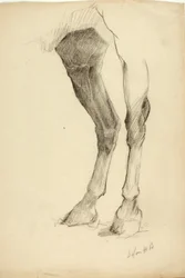 Pierna de caballo