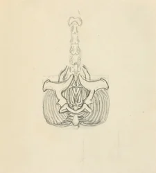 Pelvis