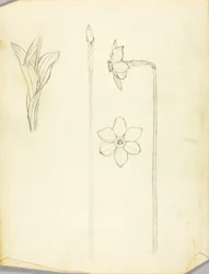 Estudio de plantas